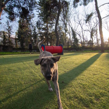 Δημιουργήθηκαν δύο νέα σύγχρονα dog parks