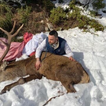 Τραυματισμένο ελάφι σε αυλή σπιτιού