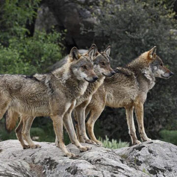 Ευρωπαϊκό πρόγραμμα για τον λύκο