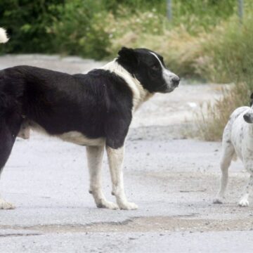 300.000 ευρώ για την προστασία των αδέσποτων ζώων