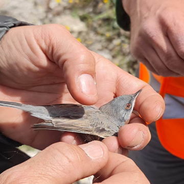 Σωτήρια επέμβαση για τα πουλιά του όρους Αιγάλεω