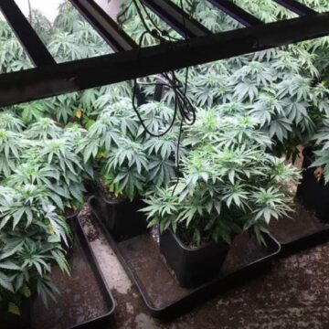 Είχαν μετατρέψει βίλες σε «εργοστάσια» παραγωγής κάνναβης