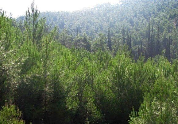 DASOS Ισχυροί άνεμοι αναμένονται τις επόμενες μέρες