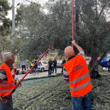 Λιομάζωμα 2023: Δωρεάν λάδι για 10η χρονιά