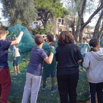 Με εκπαιδευτικό και κοινωνικό πρόσημο η συγκομιδή των ελιών