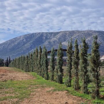 Φυτεύτηκαν 240 δέντρα στο Κτήμα Καμπά