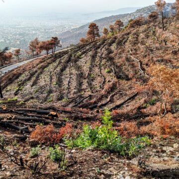Με γρήγορους ρυθμούς προχωρούν τα έργα αποκατάστασης στα καμένα