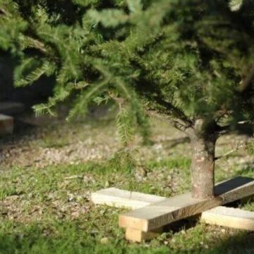 Συνεχίζεται τη δράση ανακύκλωσης των φυσικών Xριστουγεννιάτικων ελάτων