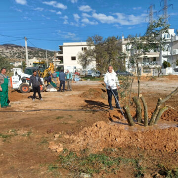 Εξήντα μεγάλα ελαιόδεντρα φύτεψε σε δύο πλατείες ο Δήμος