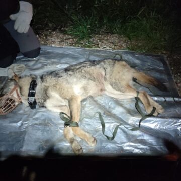 Απομακρύνθηκε εγκλωβισμένος λύκος στην Αμυγδαλέζα