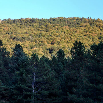 Μεταρρύθμιση για τη διαχείριση των δημόσιων δασών
