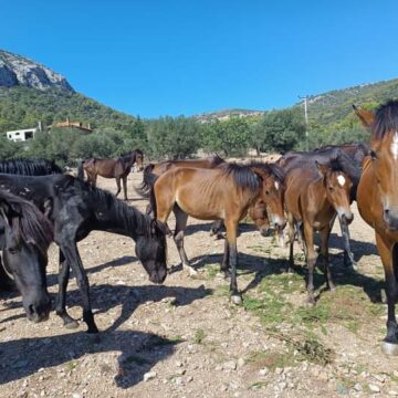 Αισιοδοξία για οριστική λύση για τα άλογα Υμηττού