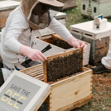 Η δράση που σώζει τα μελίσσια και φροντίζει για τη βιοποικιλότητα της Πάρνηθας