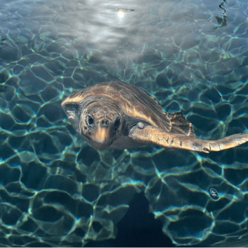 Πόλος έλξης το κέντρο διάσωσης τραυματισμένων χελωνών Αρχέλων