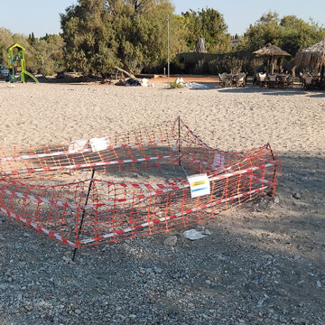 Εντοπίστηκε φωλιά θαλάσσιας χελώνας στην παραλία Αγ. Νικολάου