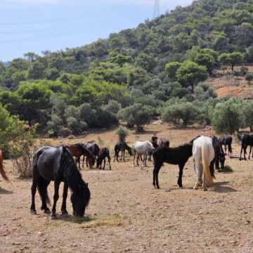 Τι συμβαίνει με τα ανεπιτήρητα δεσποζόμενα άλογα στον Υμηττό