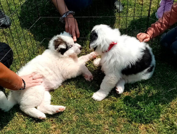 Δυο ημέρες υιοθεσίας κουταβιών στο λιμάνι της Νέας Μάκρης