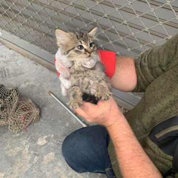 Εκπαιδευτικό σεμινάριο περισυλλογής αδέσποτων ζώων