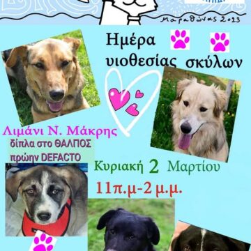 Ημέρα υιοθεσίας σκύλων στο λιμανάκι Νέας Μάκρης