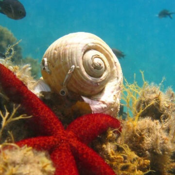 Η Ελλάδα στις τρεις πρώτες χώρες της ΕΕ που κυρώνουν τη διεθνή συμφωνία για την προστασία της θαλάσσιας βιοποικιλότητας
