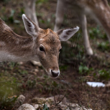 Κινητοποίηση για τη σωτηρία του κόκκινου ελαφιού