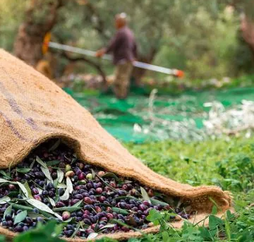 Δημιουργείται ελαιοκομικό μητρώο