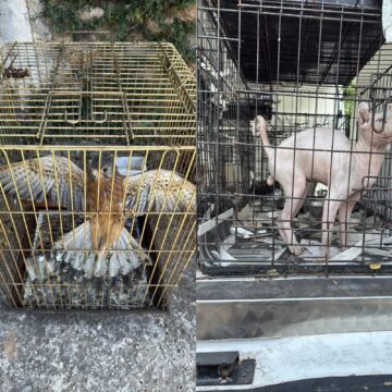 Εξιχνιάστηκε υπόθεση παράνομου εμπορίου ζώων συντροφιάς