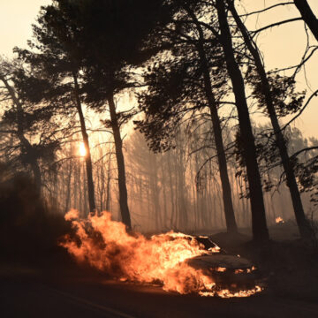 Αυξάνονται οι θερμοκρασίες εδάφους λόγω απώλειας δασικής βλάστησης