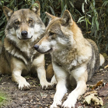 Επιστημονικά αδόκιμη η απομάκρυνση των λύκων από την Πάρνηθα