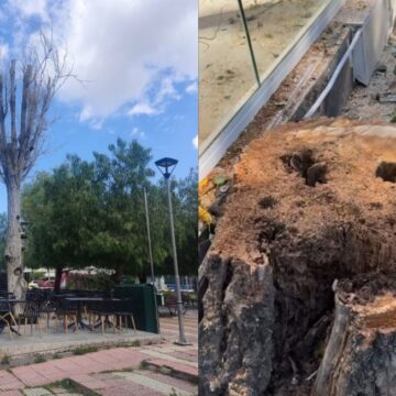 Απομάκρυνση επικίνδυνων δέντρων από την Πλατεία Μακεδονίας