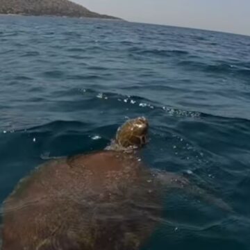Δήμος Σαρωνικού: «Μην ταΐζετε τις θαλάσσιες χελώνες»