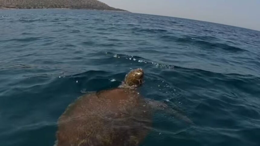 SARONIKOS_THALASSIES XELONES 2 Δήμος Σαρωνικού: «Μην ταΐζετε τις θαλάσσιες χελώνες»