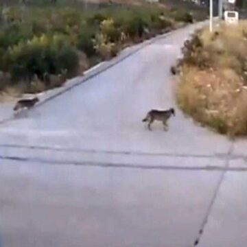 Αγέλη λύκων εμφανίστηκε στην Ιπποκράτειο Πολιτεία