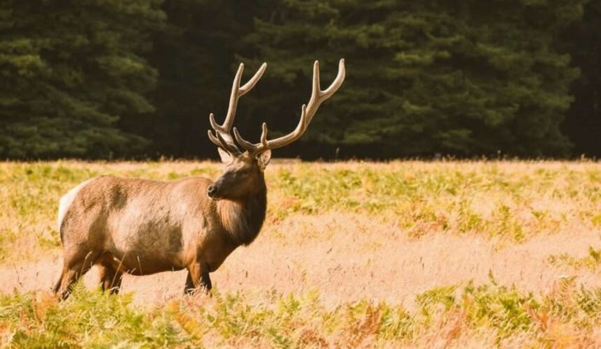 AXARNES_ELAFIA Μέτρα για την προστασία των ελαφιών στον Εθνικό Δρυμό Πάρνηθας