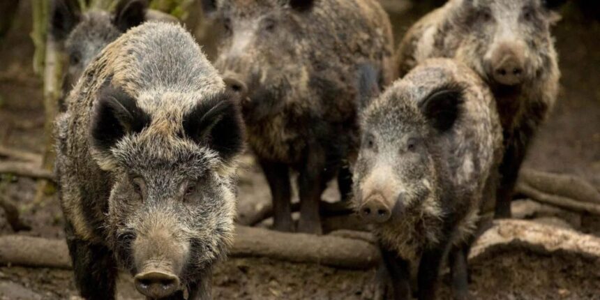 Απαγόρευση παροχής τροφής σε ζώα άγριας πανίδας από το Δασαρχείο Καπανδριτίου