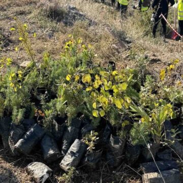 Η νέα φυτευτική περίοδος ξεκίνησε με 670 νέες φυτεύσεις δέντρων