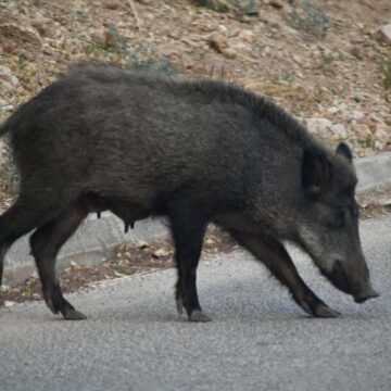 Κυνήγι αγριογούρουνων ανάμεσα σε σπίτια στον Νέο Βουτζά
