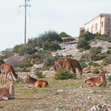 Εξετάζεται η επαναλειτουργία εκτροφείου ελαφιών στην Πάρνηθα
