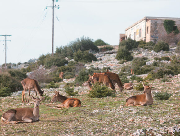 ELAFIA Εξετάζεται η επαναλειτουργία εκτροφείου ελαφιών στην Πάρνηθα