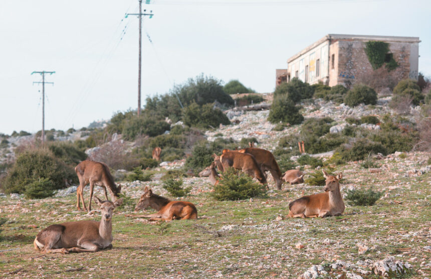 Εξετάζεται η επαναλειτουργία εκτροφείου ελαφιών στην Πάρνηθα