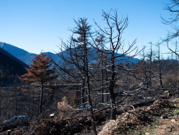 FOTIA_KAMENO DASOS Εγκρίθηκε ο Εθνικός Χάρτης Εκτίμησης Κινδύνου Δασικών Πυρκαγιών