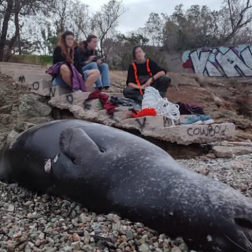 Πυροβόλησαν και σκότωσαν μεσογειακή φώκια στο Μαύρο Λιθάρι