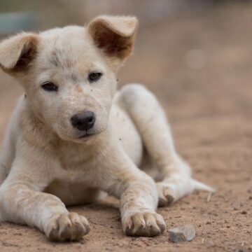 Ο Δήμος Ραφήνας-Πικερμίου ενισχύει την προστασία των αδέσποτων ζώων