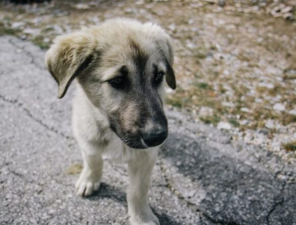 Συστήθηκε ομάδα εργασίας για την επίσπευση αδειοδότησης καταφυγίων των αδέσποτων ζώων συντροφιάς