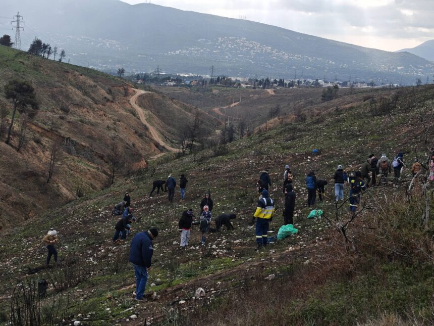 Μεγάλη δεντροφύτευση στη Δροσοπηγή Αφιδνών