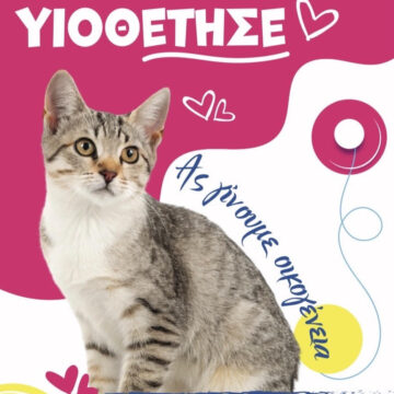 Ημέρα Υιοθεσίας Γάτας από τον Δήμο