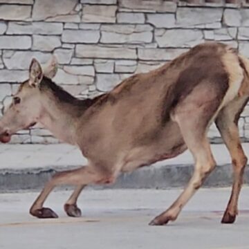 Σοβαρά τραυματισμένη ελαφίνα εντοπίστηκε στο πάρκινγκ του τελεφερίκ