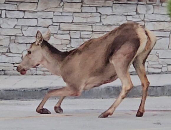 ELAFINA Σοβαρά τραυματισμένη ελαφίνα εντοπίστηκε στο πάρκινγκ του τελεφερίκ