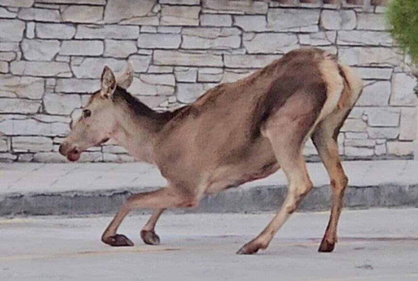 Σοβαρά τραυματισμένη ελαφίνα εντοπίστηκε στο πάρκινγκ του τελεφερίκ