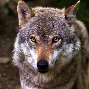 Άνδρας δέχθηκε επίθεση από λύκο στο Τατόι